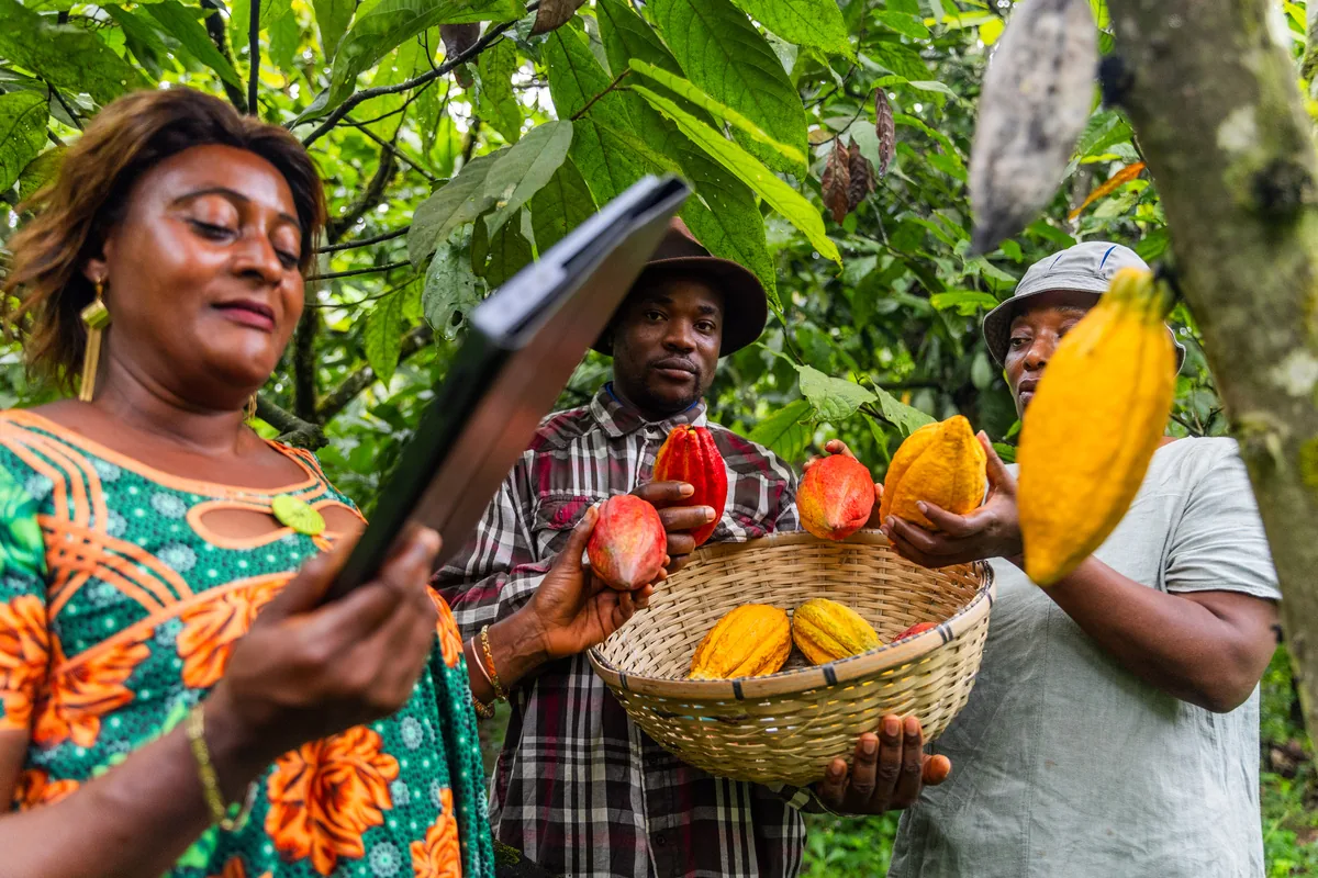 A team of farmers and cooperative staff reviewing harvest data on a tablet